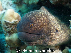 Look into my EYE!
(I'm getting braver and braver to get ... by Melanie Daneluk 